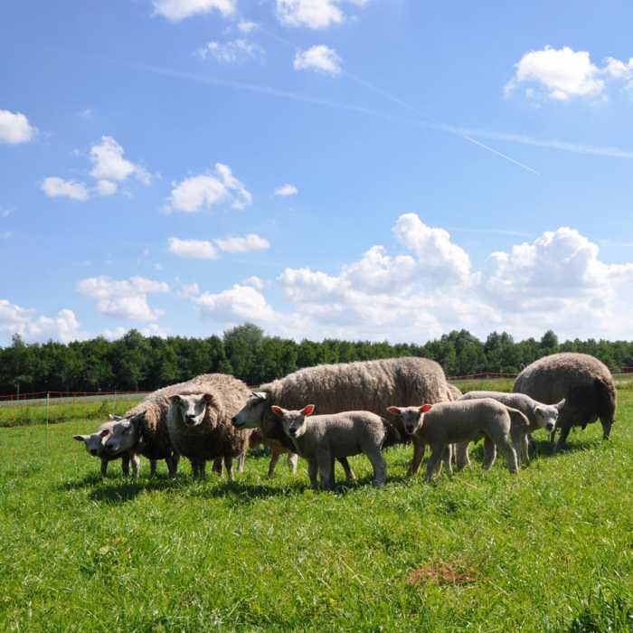 EuroNetz Filet moutons, orange 90/1-14/V-50m