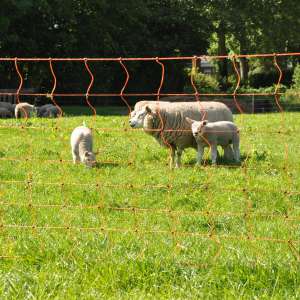 Photo de EuroNetz Filet moutons, orange 90/1-14/V-50m