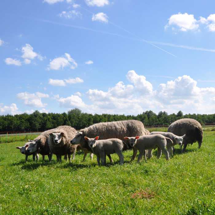 EuroNetz Filet moutons, orange 90/2-14/V-50m