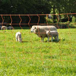 Photo de EuroNetz Filet moutons, orange 90/2-14/V-50m