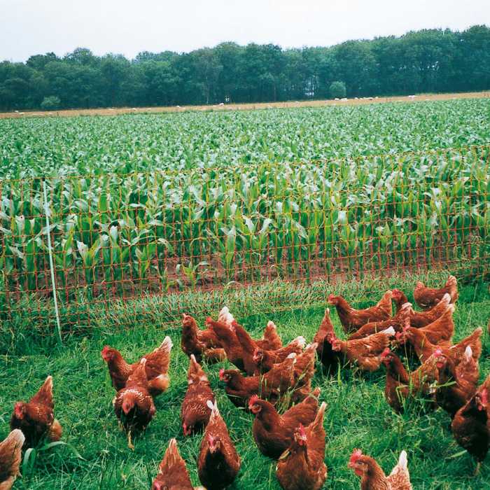 Filet poulets, orange112/1-15/V-50m
