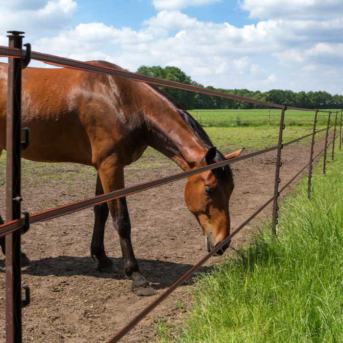 Piquets Cheval terra 1,55m (5)