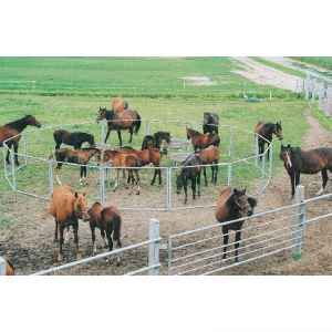 Photo de Pack nourrisseur à poulains circulaire et parc