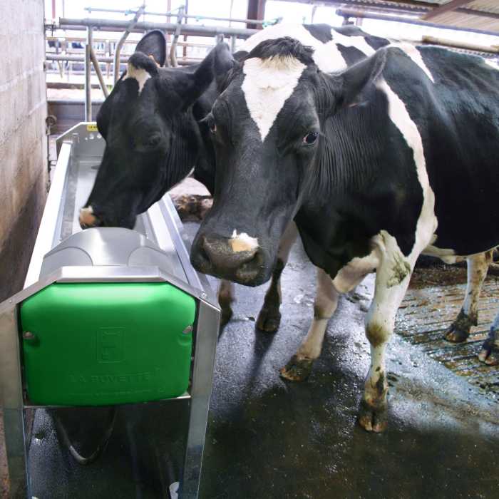 ABREUVOIR INOX À GRANDE VIDANGE GV230 POUR VACHES LAITIÈRES