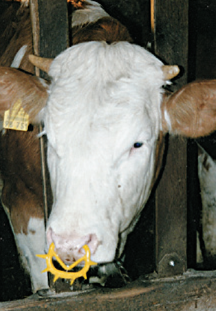 Antitêteur PVC pour vache