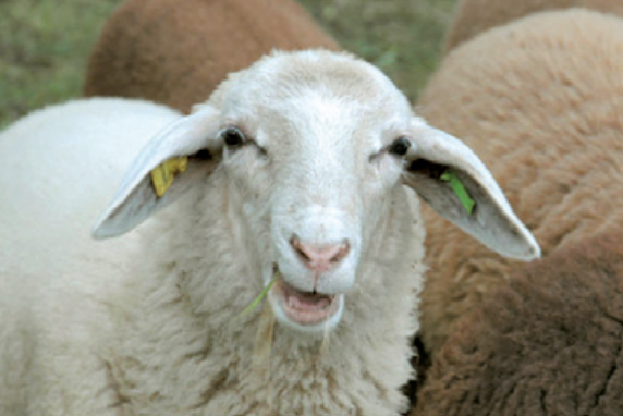 Collier simple pour mouton, chèvres et chiens 50cm