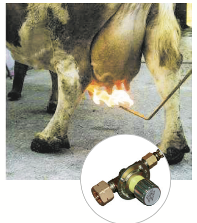 Brûleur de poils à gaz pour pis de vache