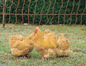 Photo de Treillis plastique 50m poules