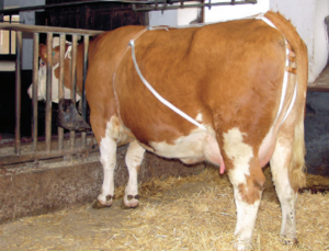 Photo de Bandage de prolapsus avec sangle pour vaches en cuir renforcé