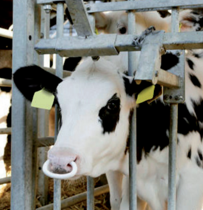 Antitêteur PVC SuckStop Mûller vache