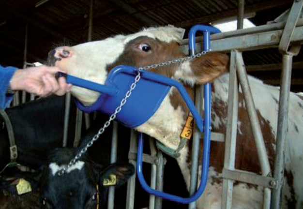 Appareil de stabilisation pour tête de vache